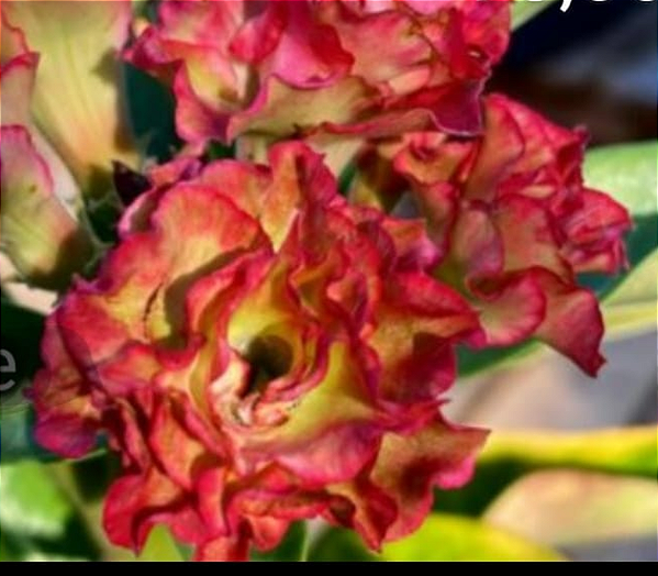 ROSA DO DESERTO ESPECIALLE