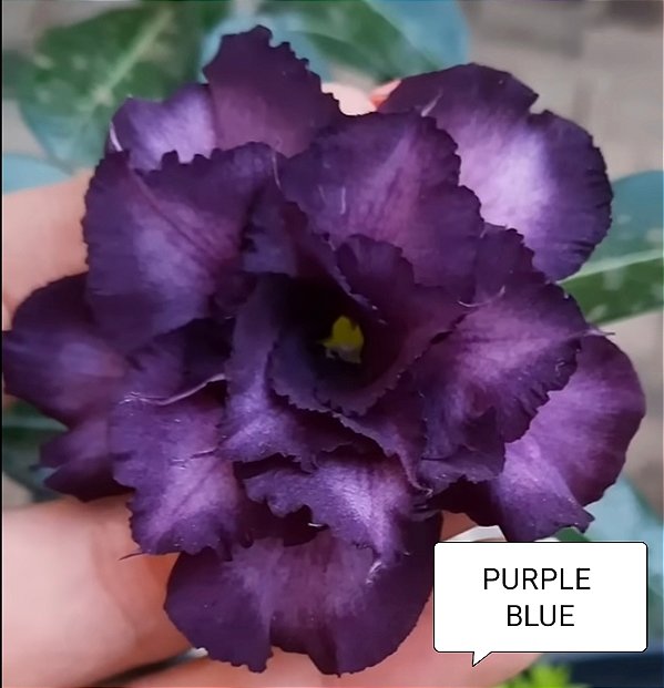 ROSA DO DESERTO PURPLE BLUE grandes bonitas