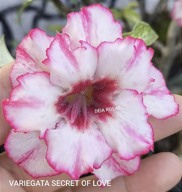 ROSA DO DESERTO VARIEGATA SECRET OF LOVE