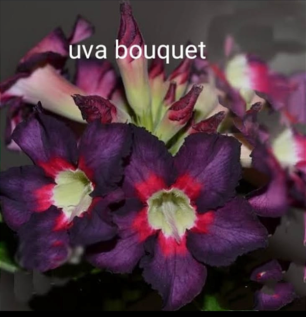 ROSA DO DESERTO UVA BOUQUET tripla MATRIZ(MUTANTE)