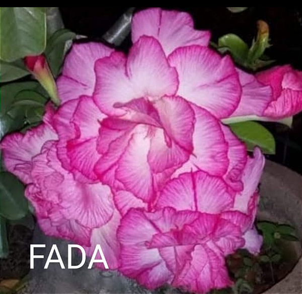 ROSA DO DESERTO FADA PADRÃO