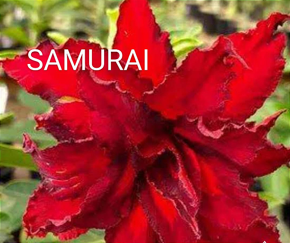 ROSA DO DESERTO SAMURAY grande