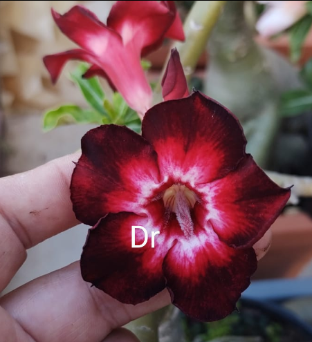 ROSA DO DESERTO BLACK SUAN