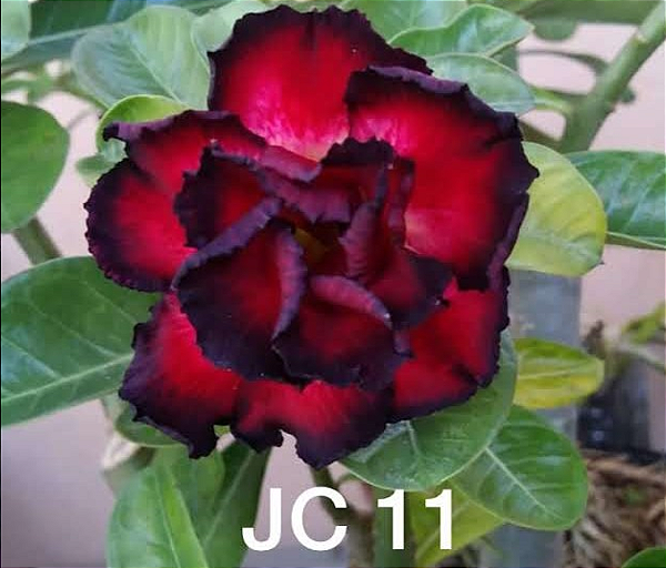 ROSA DO DESERTO JC 11