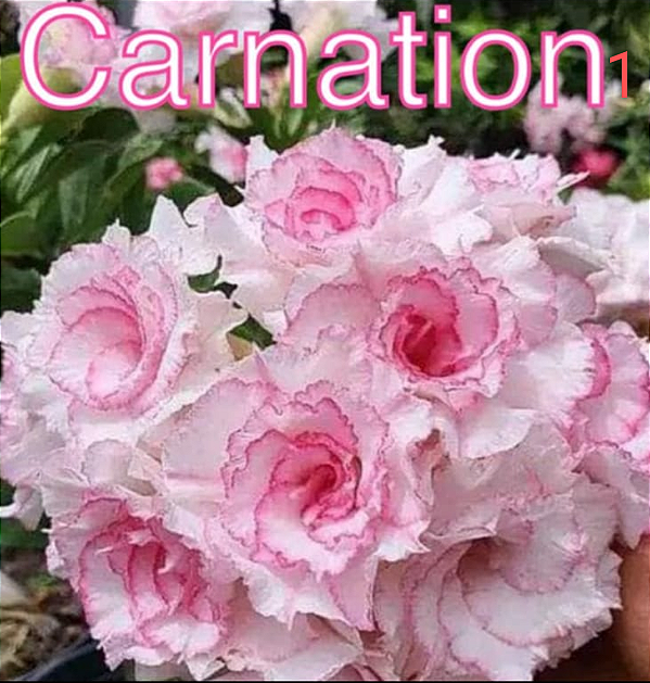 ROSA DO DESERTO CARNATION 1