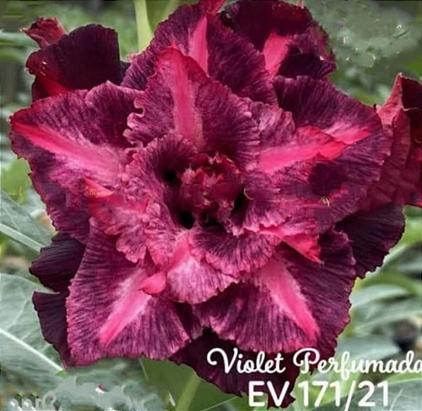 ROSA DO DESERTO VIOLETA PERFUMADA