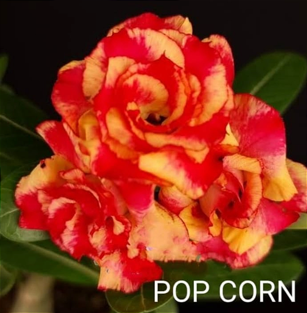 ROSA DO DESERTO POP CORN