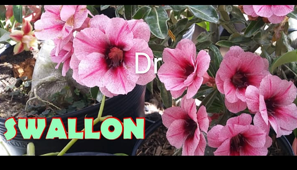 ROSA DO DESERTO SWALLOW ADULTA