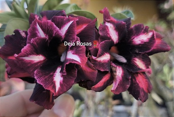 Rosa do deserto VIUVINHA Enxerto adulto