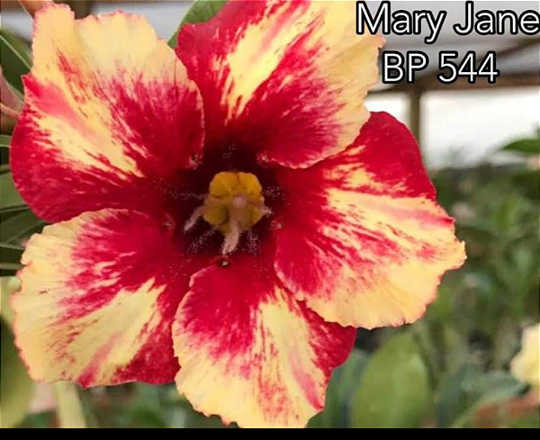 ROSA DO DESERTO MARY JANE