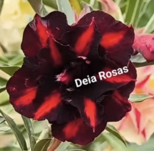 ROSA DO DESERTO COCA COLA