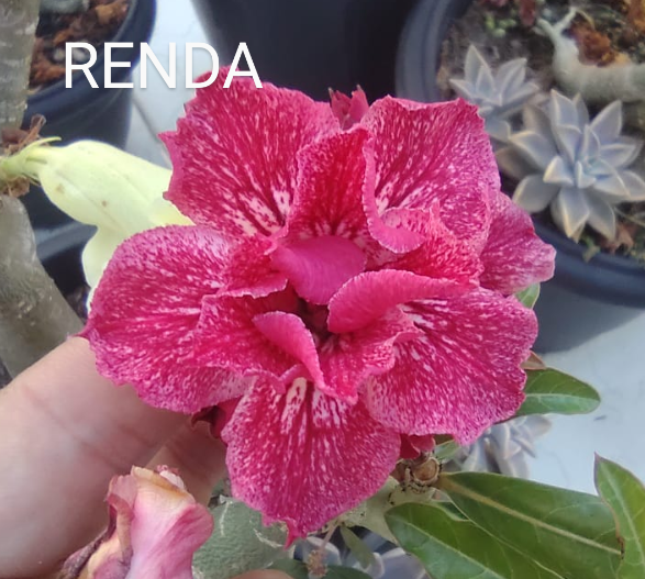 ROSA DO DESERTO RENDA