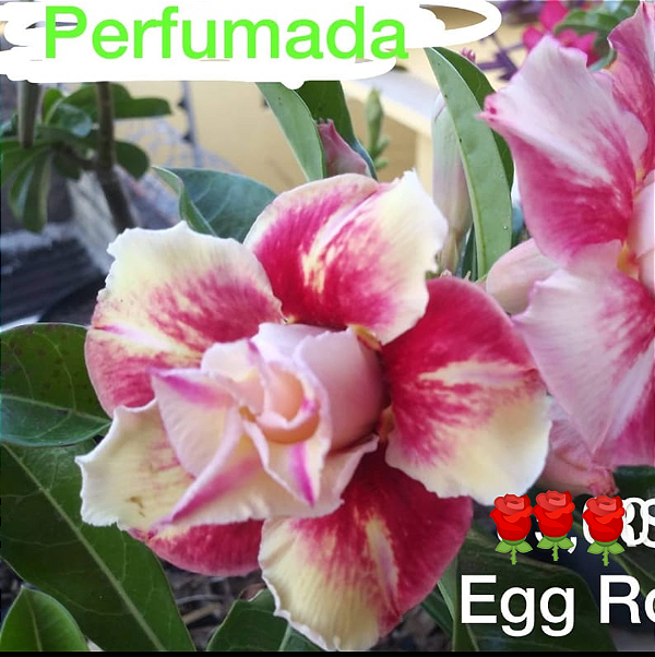ROSA DO DESERTO EGG ROOL