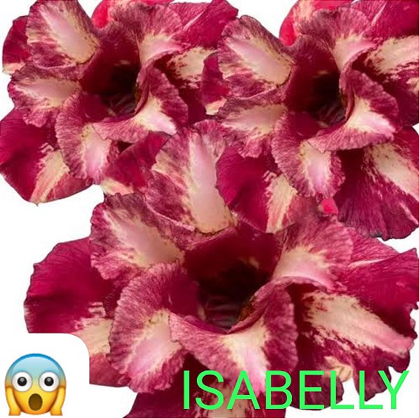 ROSA DO DESERTO ISABELLY MATRIZ