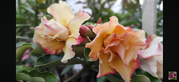 ROSA DO DESERTO MEL Perfumada grande Matriz