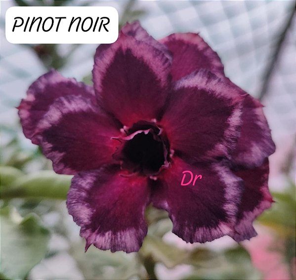 ROSA DO DESERTO PINOT NOIR grande