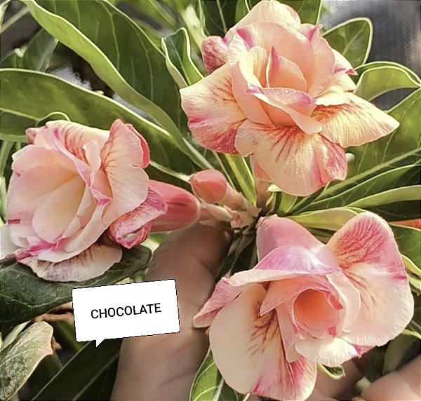 ROSA DO DESERTO CHOCOLATE