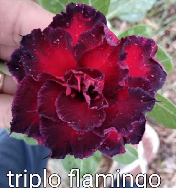 ROSA DO DESERTO TRIPLO FLAMINGO