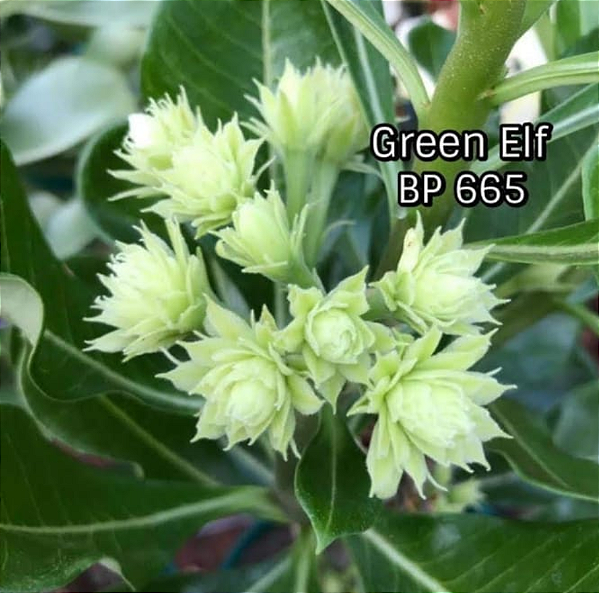 ROSA DO DESERTO GREEN ELF