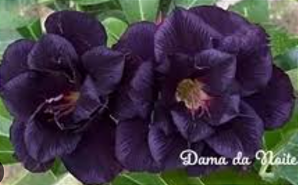 ROSA DO DESERTO DAMA DA NOITE