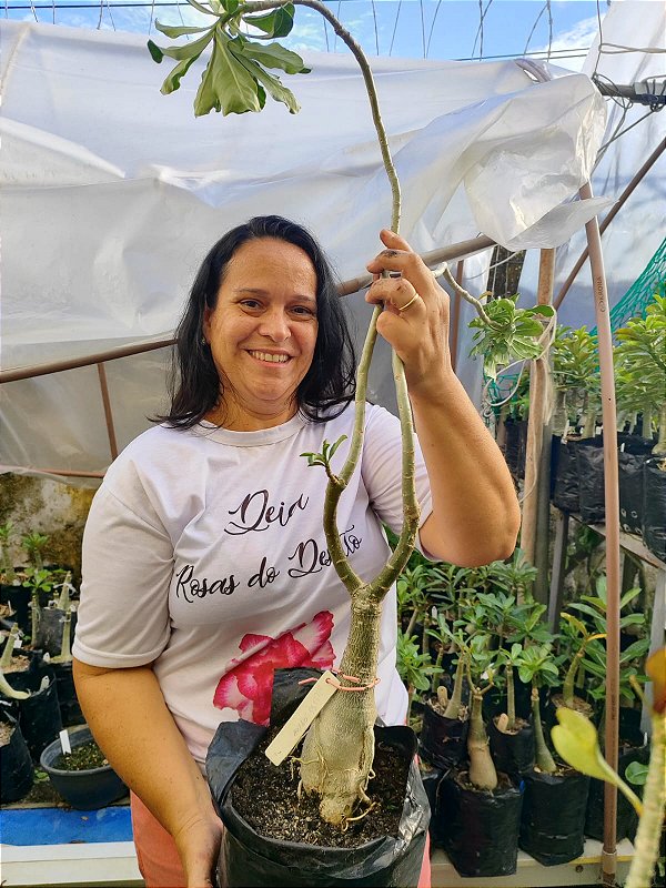 ROSA DO DESERTO BILLIS MATRIZ