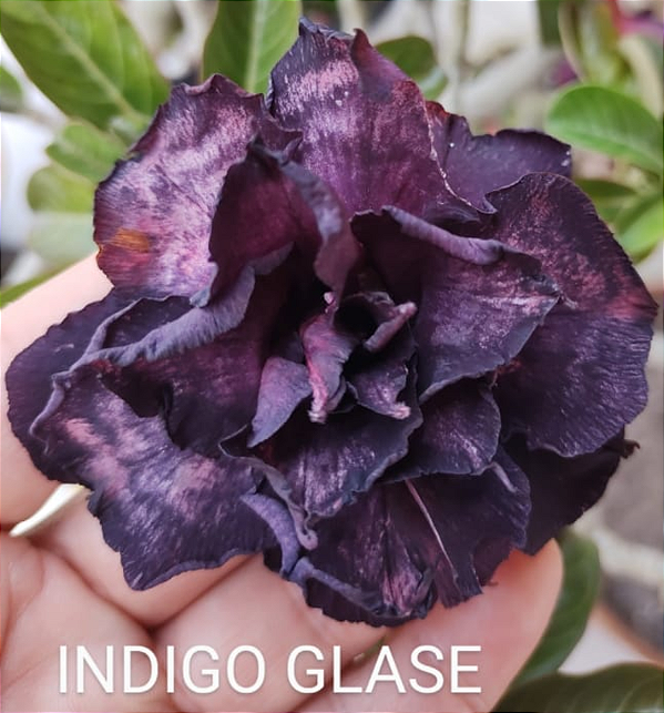 ROSA DO DESERTO ÍNDIGO GLASE