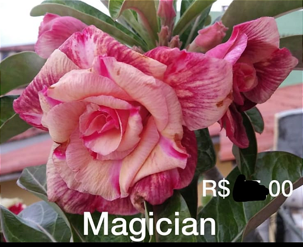 ROSA DO DESERTO MAGICIAN Perfumada