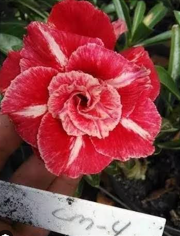 ROSA DO DESERTO LM4 BIG CAUDEX