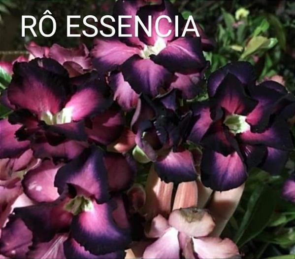 ROSA DO DESERTO RO ESSENCIAL