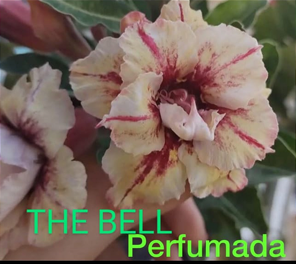 ROSA DO DESERTO THE BELL