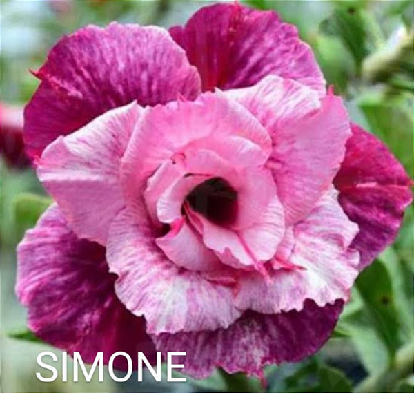 ROSA DO DESERTO SIMONE