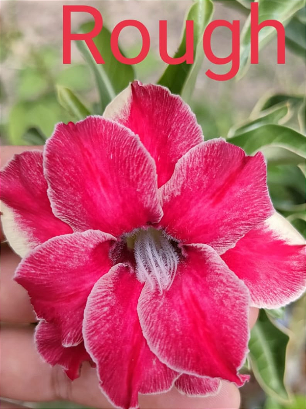ROSA DO DESERTO ROUGH MATRIZ