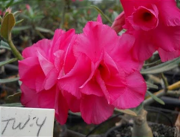 ROSA DO DESERTO TW4