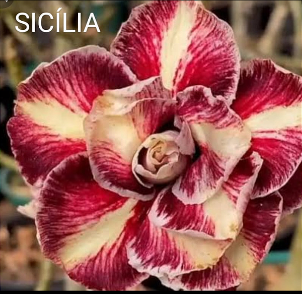 ROSA DO DESERTO SICÍLIA
