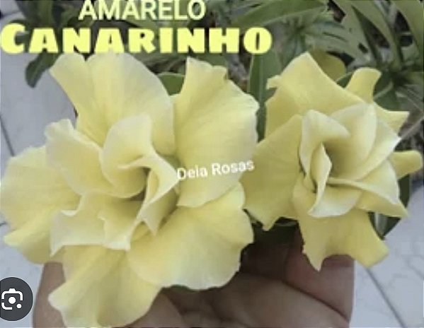 ROSA DO DESERTO AMARELO CANARINHO
