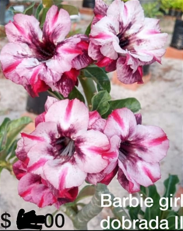 ROSA DO DESERTO BARBIE DOBRADA II PERFUMADA MATRIZES