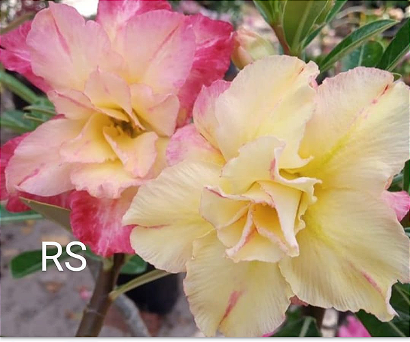 ROSA DO DESERTO RS MATRIZ