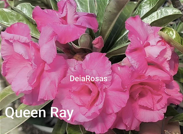 Rosa do deserto QUEEN RAY