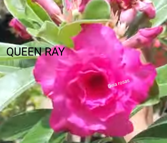 ROSA DO DESERTO QUEEN RAY