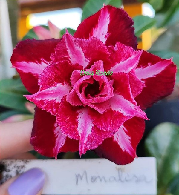 ROSA DO DESERTO MONALISA