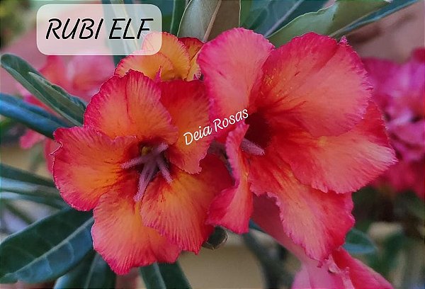 ROSA DO DESERTO RUBI ELF Adulta