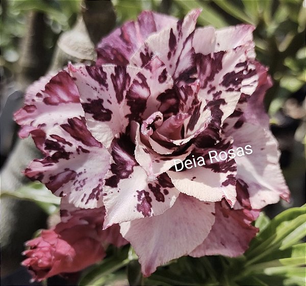 ROSA DO DESERTO FLUORITA