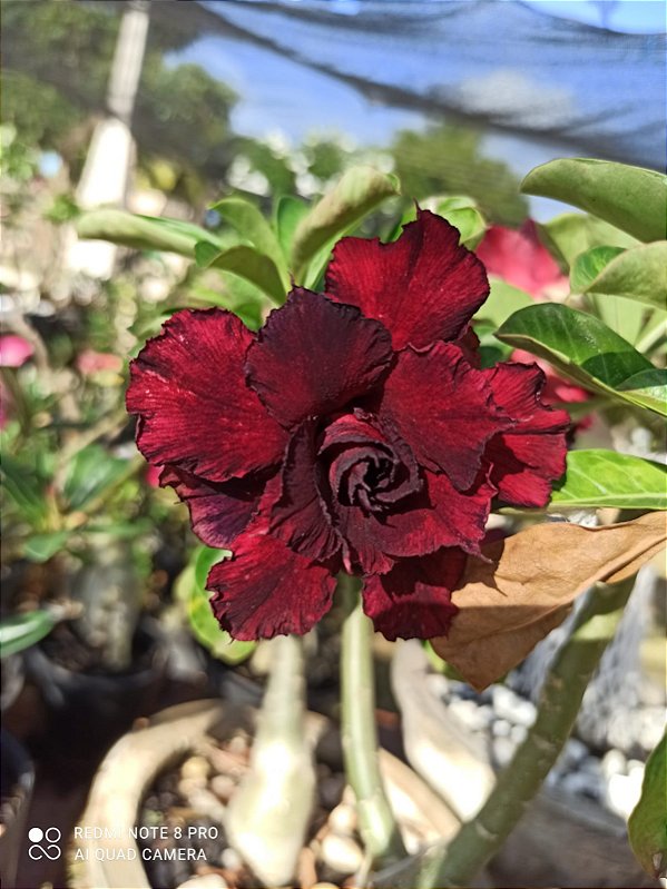 ROSA DO DESERTO CLEÓPATRA