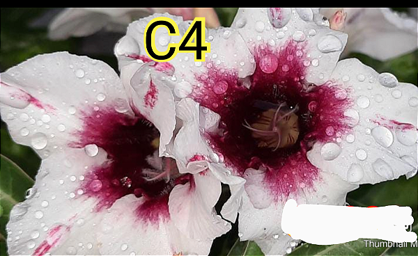 ROSA DO DESERTO C4