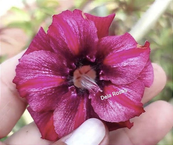 ROSA DO DESERTO BBZÃO