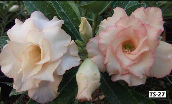 ROSA DO DESERTO TS 27