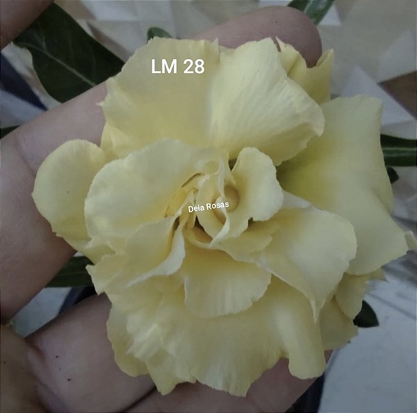 ROSA DO DESERTO LM 28