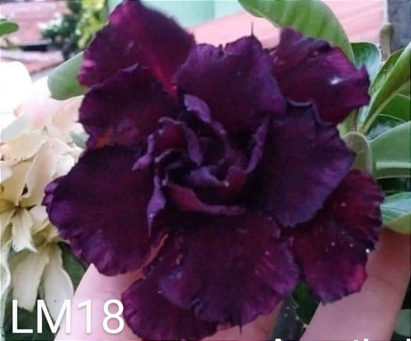 ROSA DO DESERTO LM 18