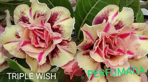 ROSA DO DESERTO TRIPLE WISH 1 Perfumada