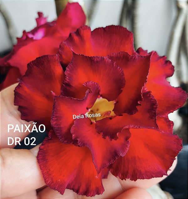 ROSA DO DESERTO PAIXÃO Matriz